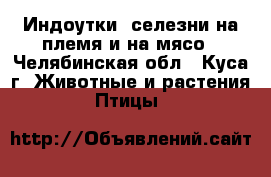 Индоутки, селезни на племя и на мясо - Челябинская обл., Куса г. Животные и растения » Птицы   